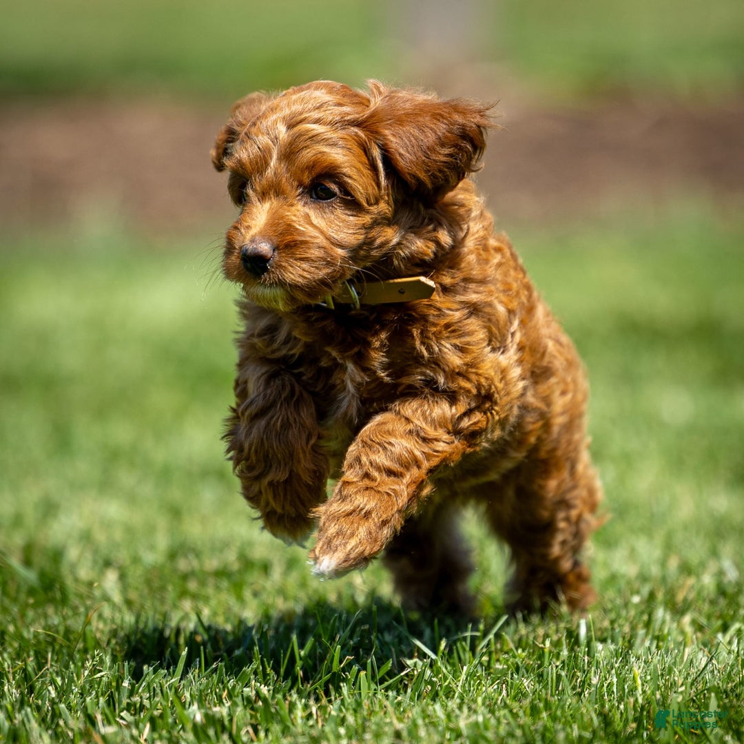 Goldendoodle dogs for sale: Ashley - Image 11