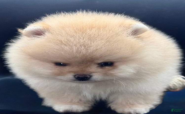 Pomeranian dogs for sale - Ad 3