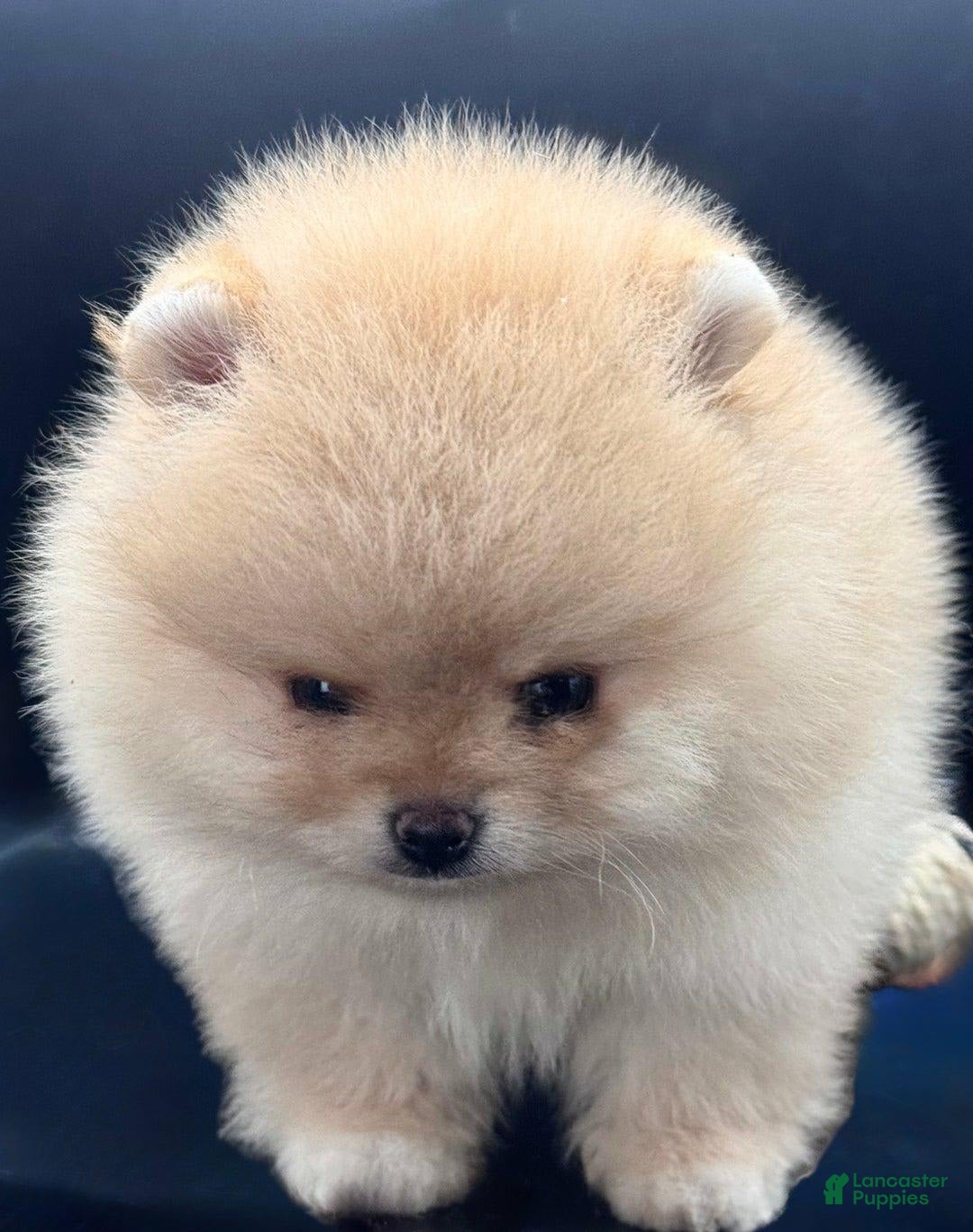 Pomeranian dogs for sale: Carla - Image 1