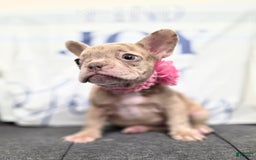French Bulldog dogs for sale: Barbee - Image 1