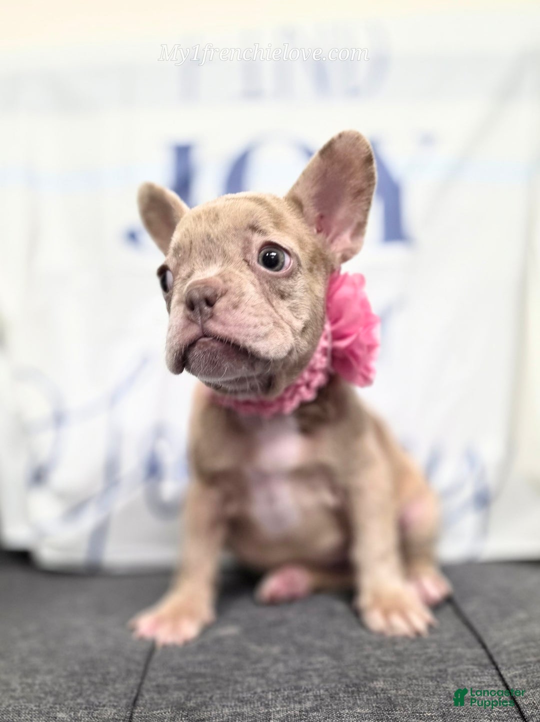 French Bulldog dogs for sale: Barbee - Image 1