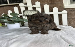 Miniature Poodle dogs for sale: Gianna - Image 8