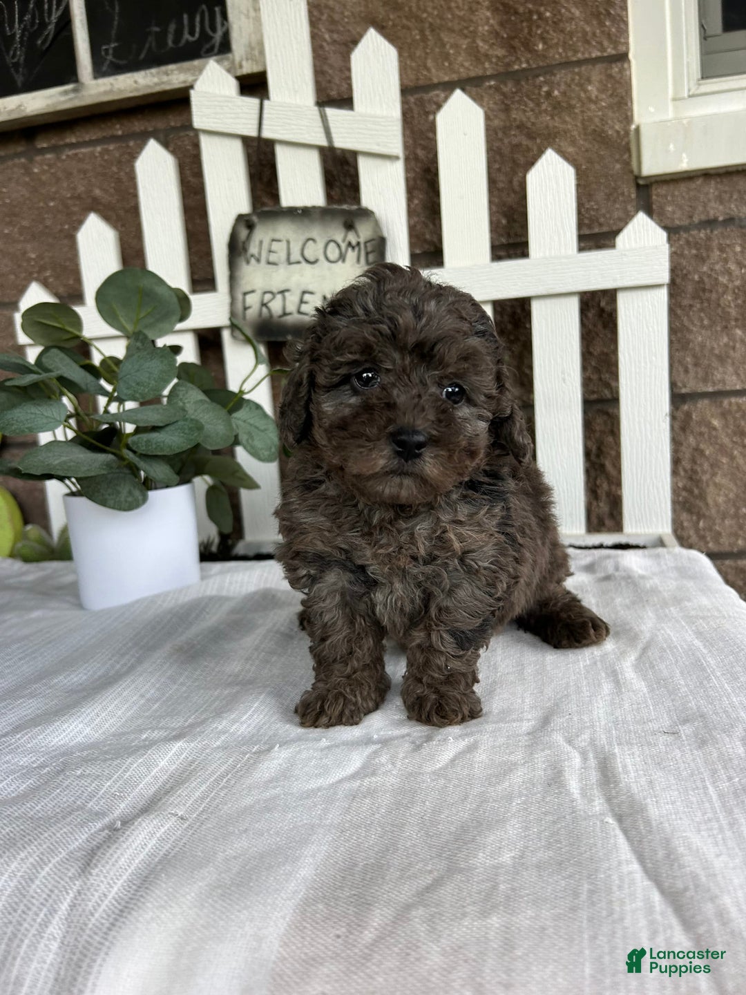 Miniature Poodle dogs for sale: Gianna - Image 8