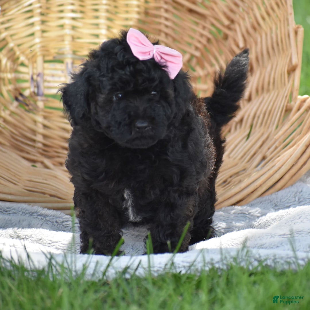 Yorkiepoo dogs for sale: Plaid - Image 3
