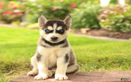 Gerberian Shepsky dogs for sale: Thor - Image 1
