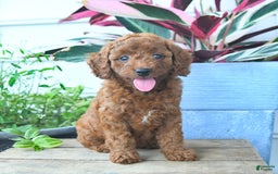 Mini Goldendoodle dogs for sale: Vanilla - Image 2