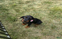 Doberman Pinscher dogs for sale: FREYA - Image 3