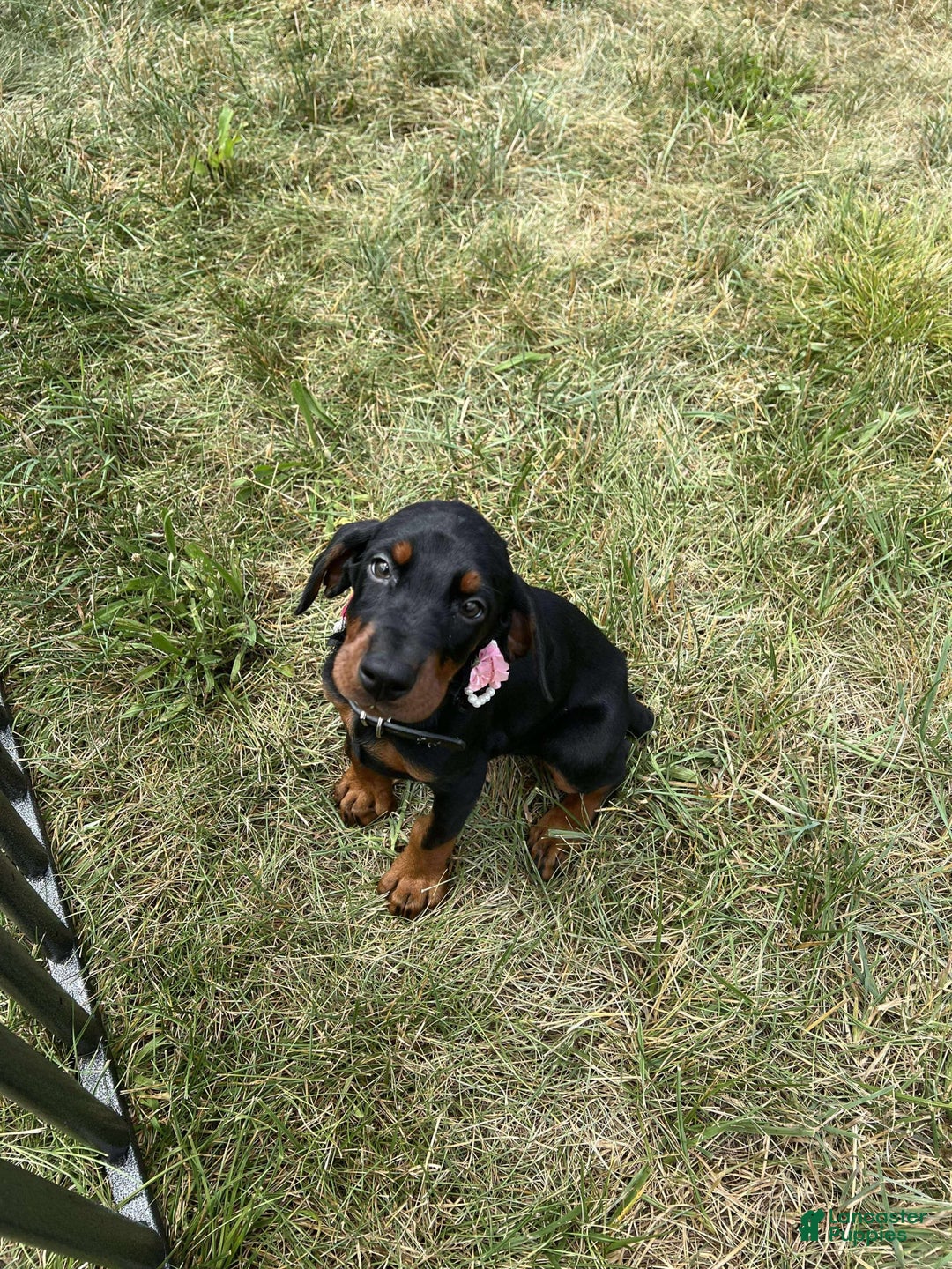 Doberman Pinscher dogs for sale: FREYA - Image 3