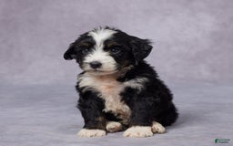 Mini Bernedoodle dogs for sale: Clay - Image 1