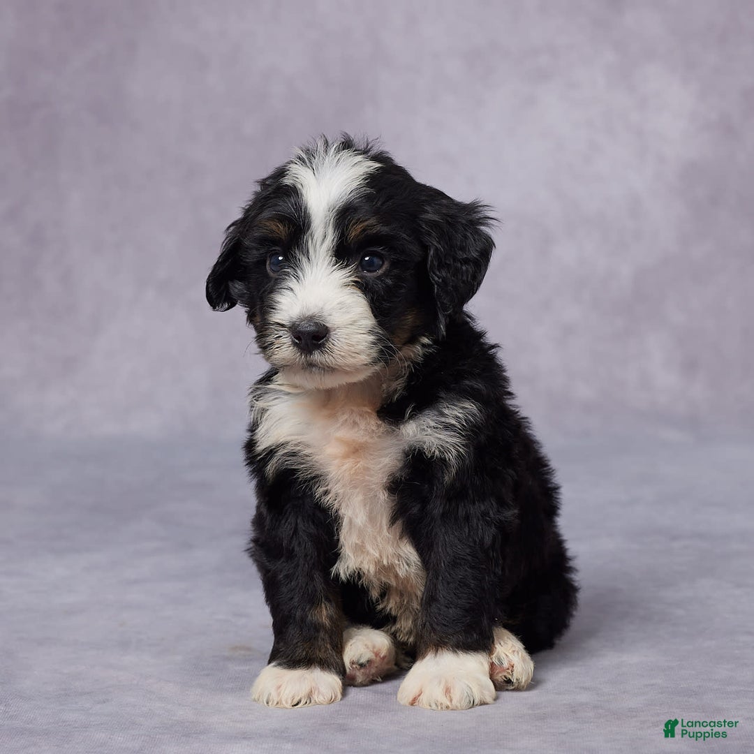 Mini Bernedoodle dogs for sale: Clay - Image 1