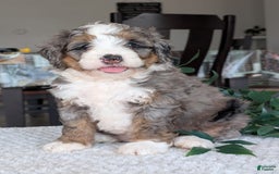 Mini Bernedoodle dogs for sale: Allie - Image 6
