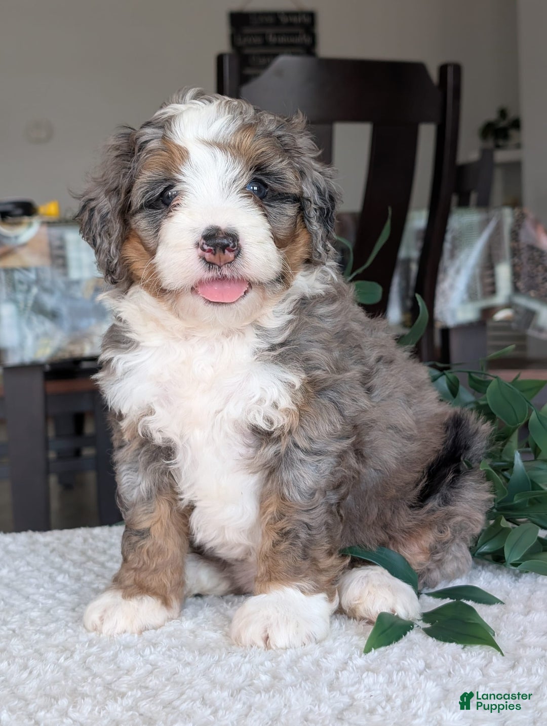 Mini Bernedoodle dogs for sale: Allie - Image 6