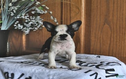Boston Terrier dogs for sale: Harper - Image 1