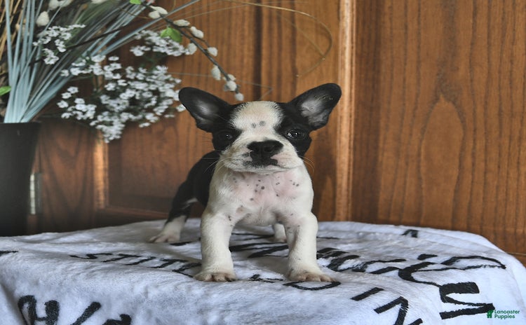 Boston Terrier dogs for sale - Ad 1