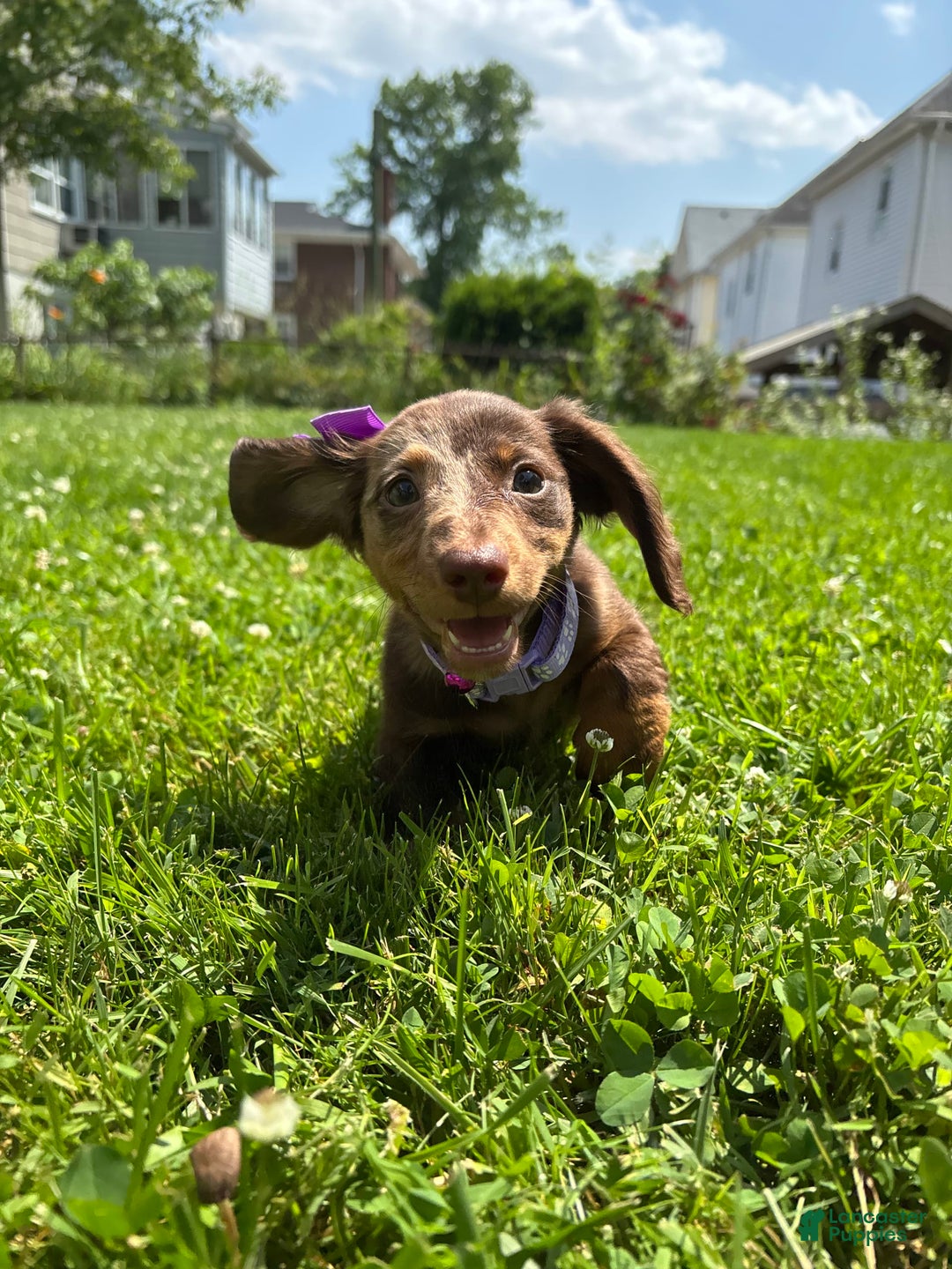 Miniature Dachshund dogs for sale: Mocha - Image 3
