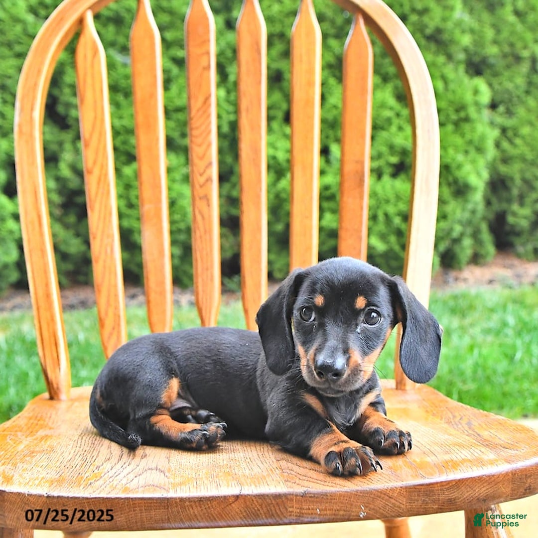 Miniature Dachshund dogs for sale: Twinkle - Image 9