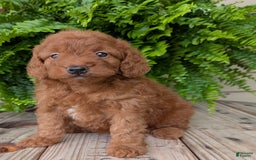 Mini Goldendoodle dogs for sale: Mini -lilly - Image 15