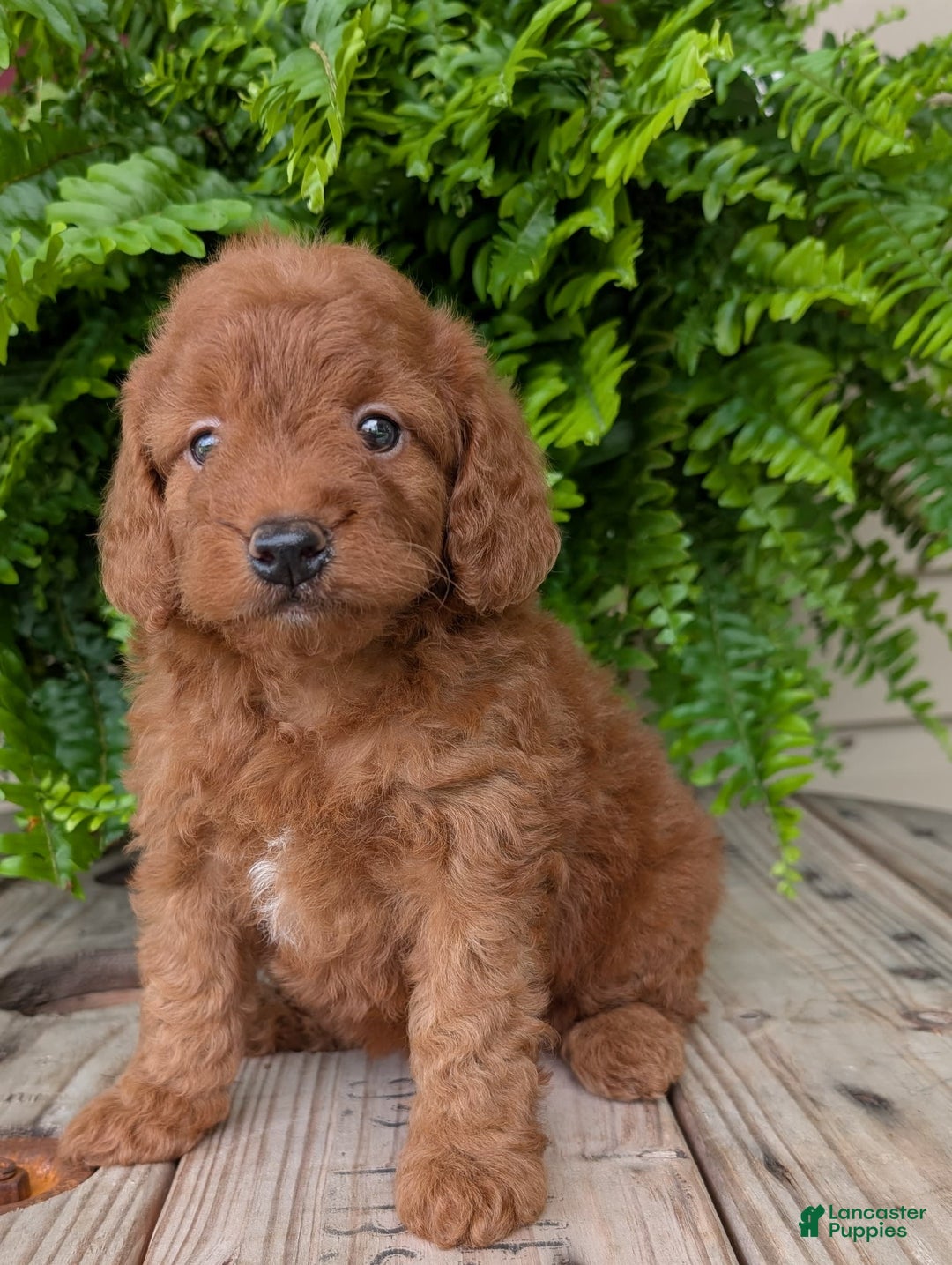 Mini Goldendoodle dogs for sale: Mini -lilly - Image 15