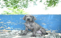 Great Dane dogs for sale: Dove - Image 5