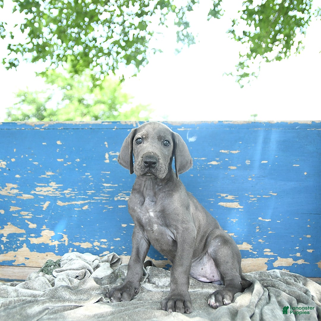 Great Dane dogs for sale: Dove - Image 5