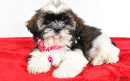 Shih Tzu dogs for sale: Lindy - Image 6