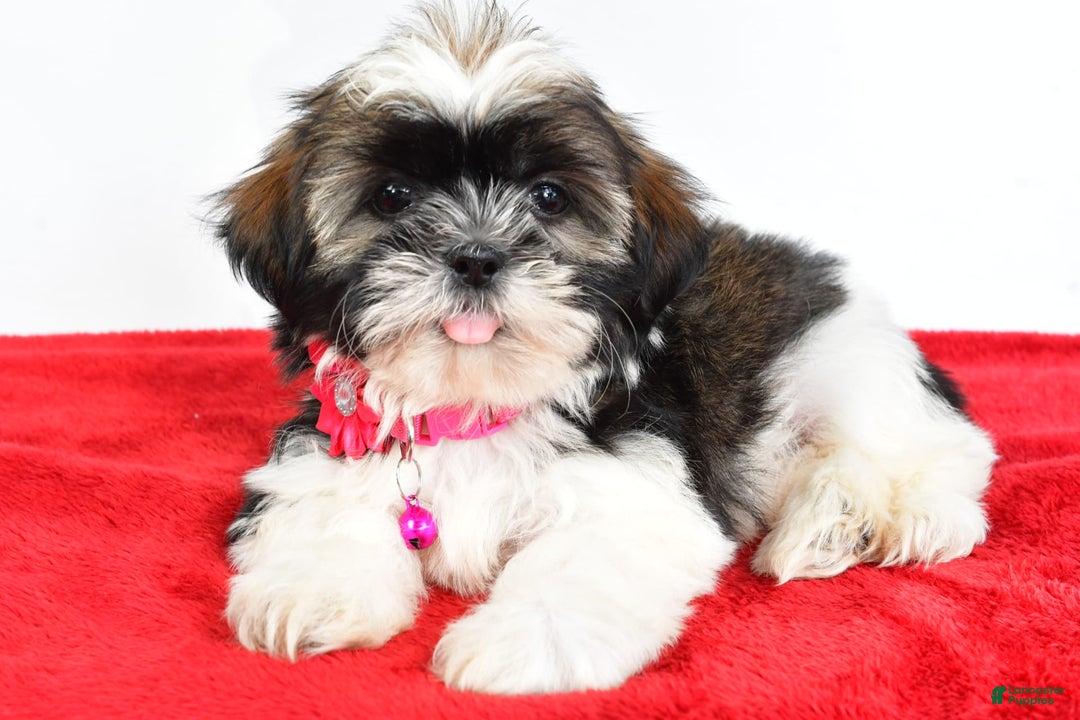 Shih Tzu dogs for sale: Lindy - Image 6