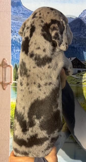 Great Dane dogs for sale: Kevin - Black Merle - Image 6