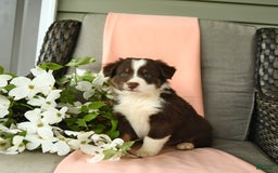 Australian Shepherd dogs for sale: Elvis - Image 1