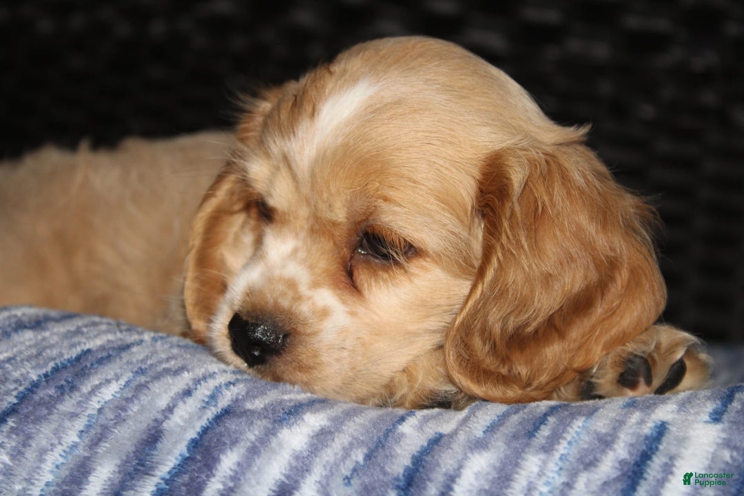 Cocker Spaniel dogs for sale: Tinka - Image 4