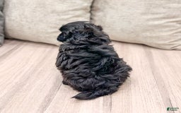 Shihpoo dogs for sale: Raven - Image 1