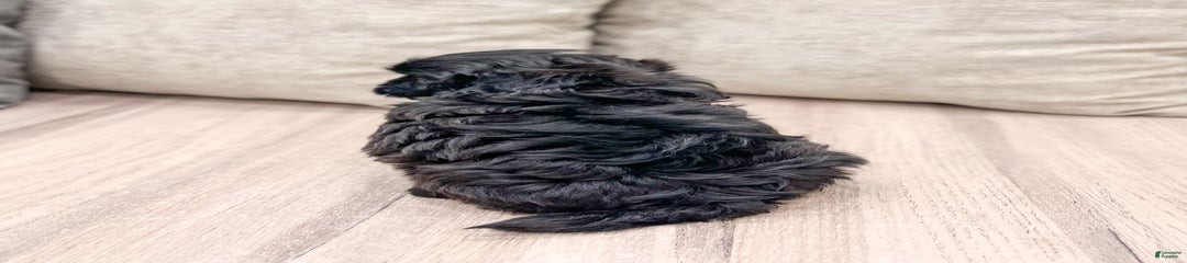 Raven