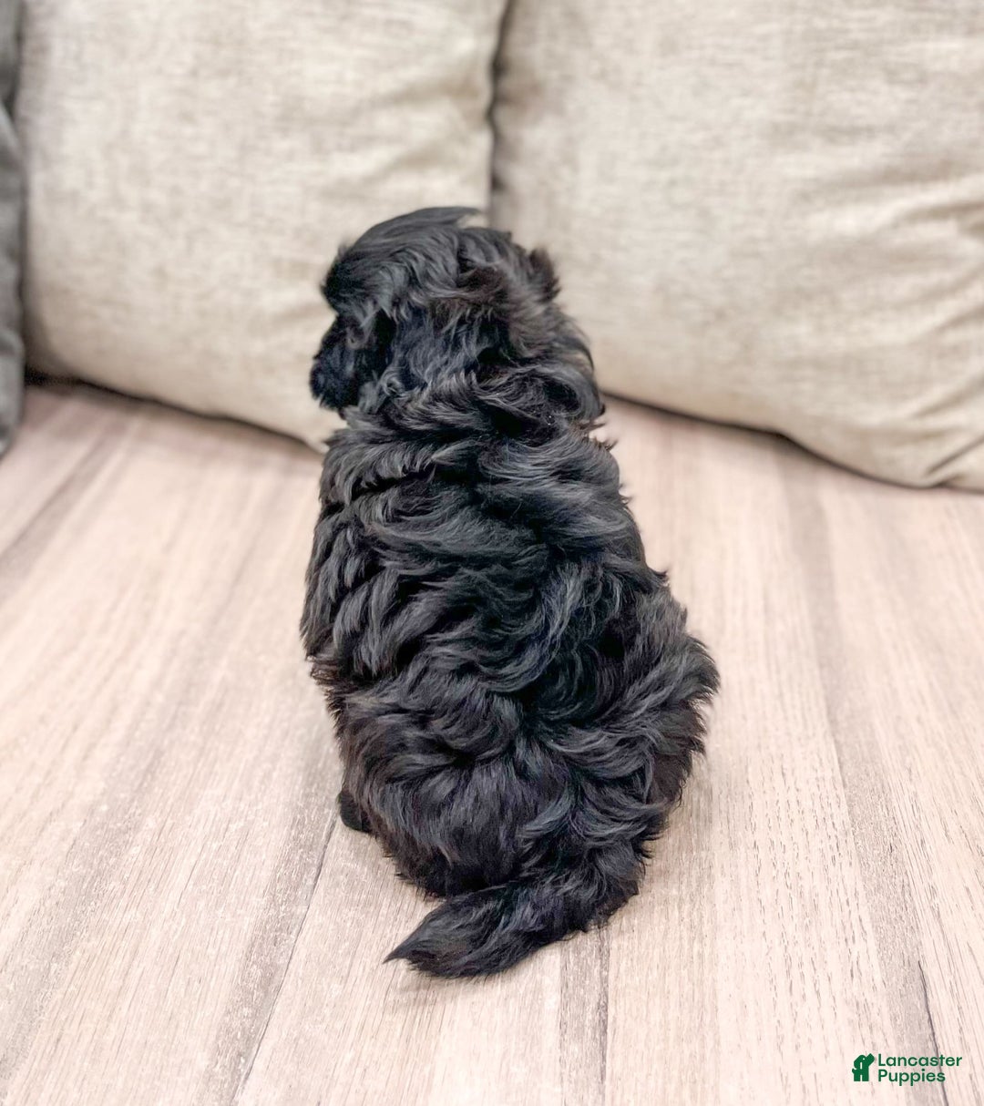 Shihpoo dogs for sale: Raven - Image 1