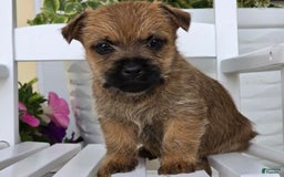 Cairn Terrier dogs for sale: Captain - Image 9