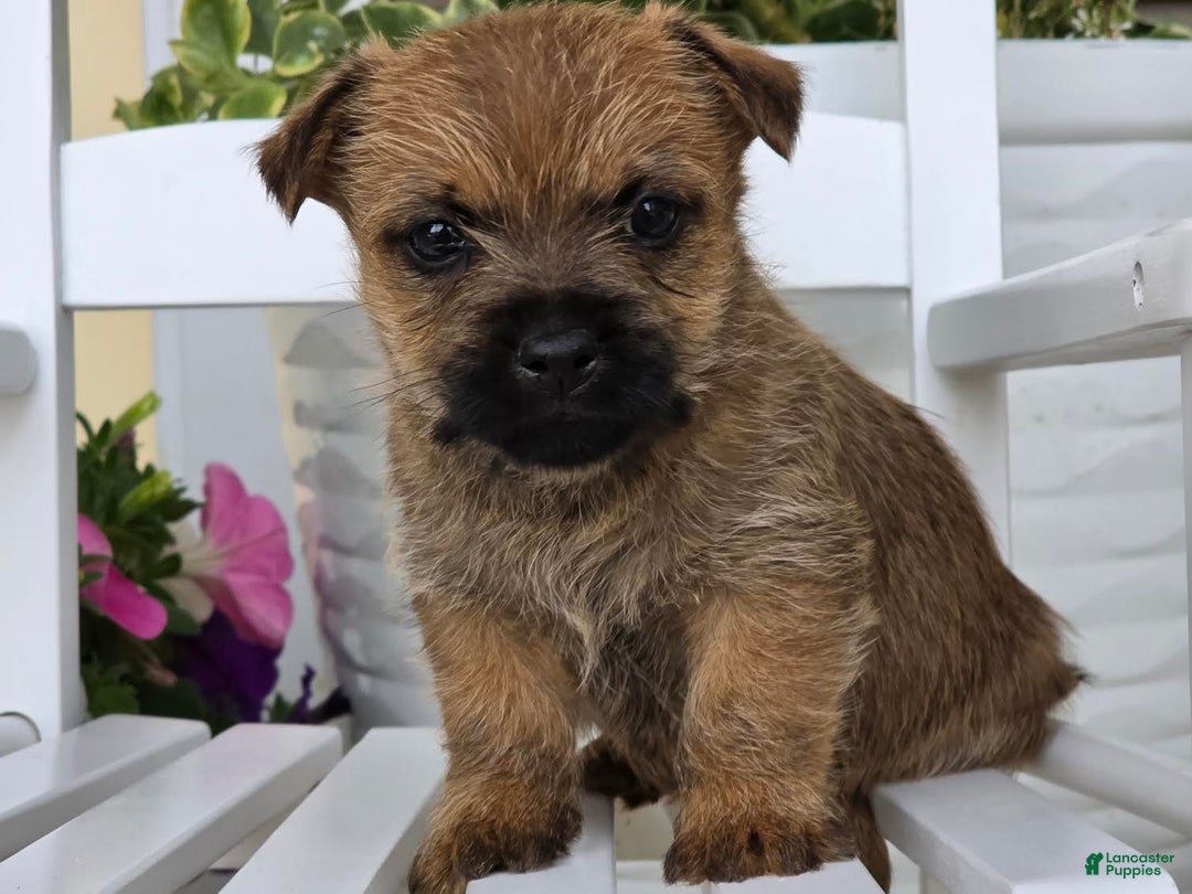 Cairn Terrier dogs for sale: Captain - Image 9