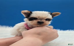 Yorkshire Terrier dogs for sale: Dolly - Image 3