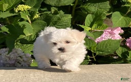 Coton De Tulear dogs for sale: Button - Image 18