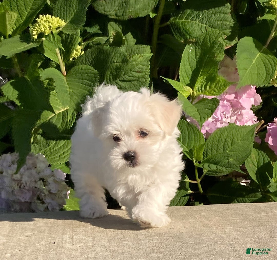 Coton De Tulear dogs for sale: Button - Image 18