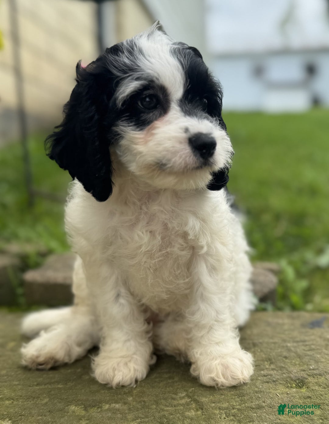 Cavapoo dogs for sale: Cookie - Image 5