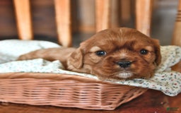 Cavalier King Charles Spaniel dogs for sale: Flossie - Image 1