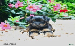 Yorkiepoo dogs for sale: Princess - Image 3