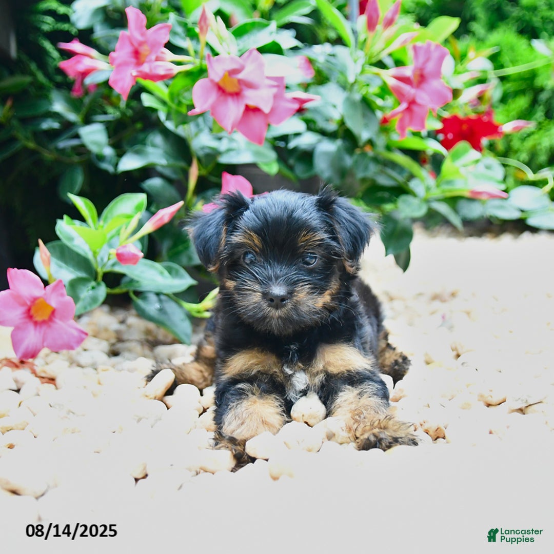 Yorkiepoo dogs for sale: Princess - Image 3