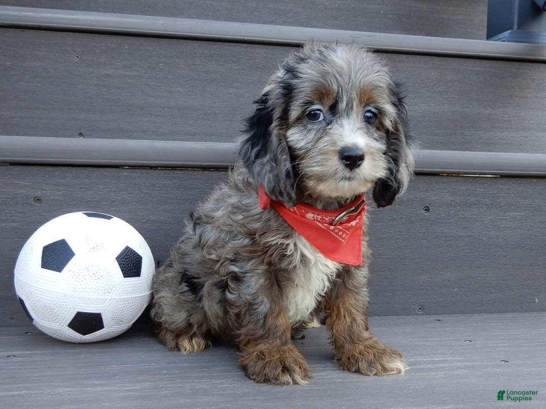 Cockapoo dogs for sale: Ollie - Image 5