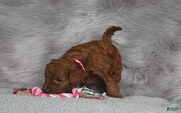 Mini Goldendoodle dogs for sale: Cinnamon - Image 9