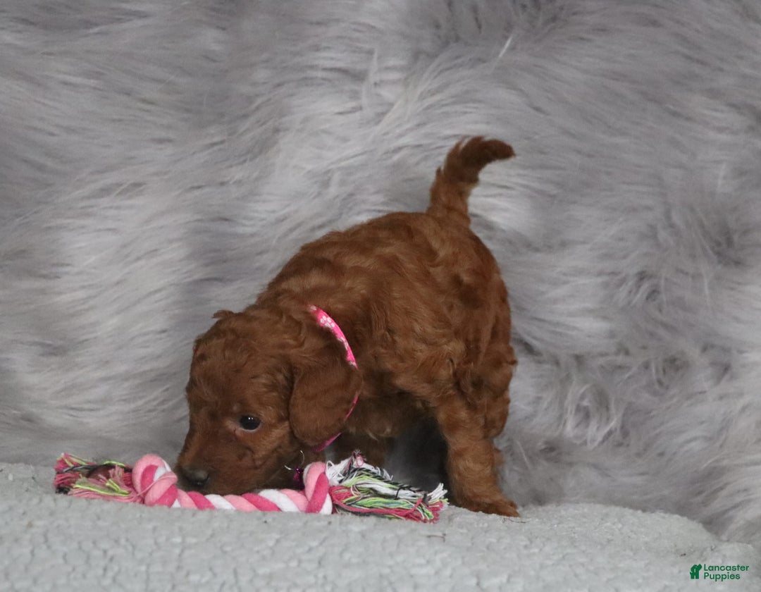 Mini Goldendoodle dogs for sale: Cinnamon - Image 9