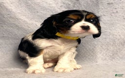 Cavalier King Charles Spaniel dogs for sale: Missy - Image 29