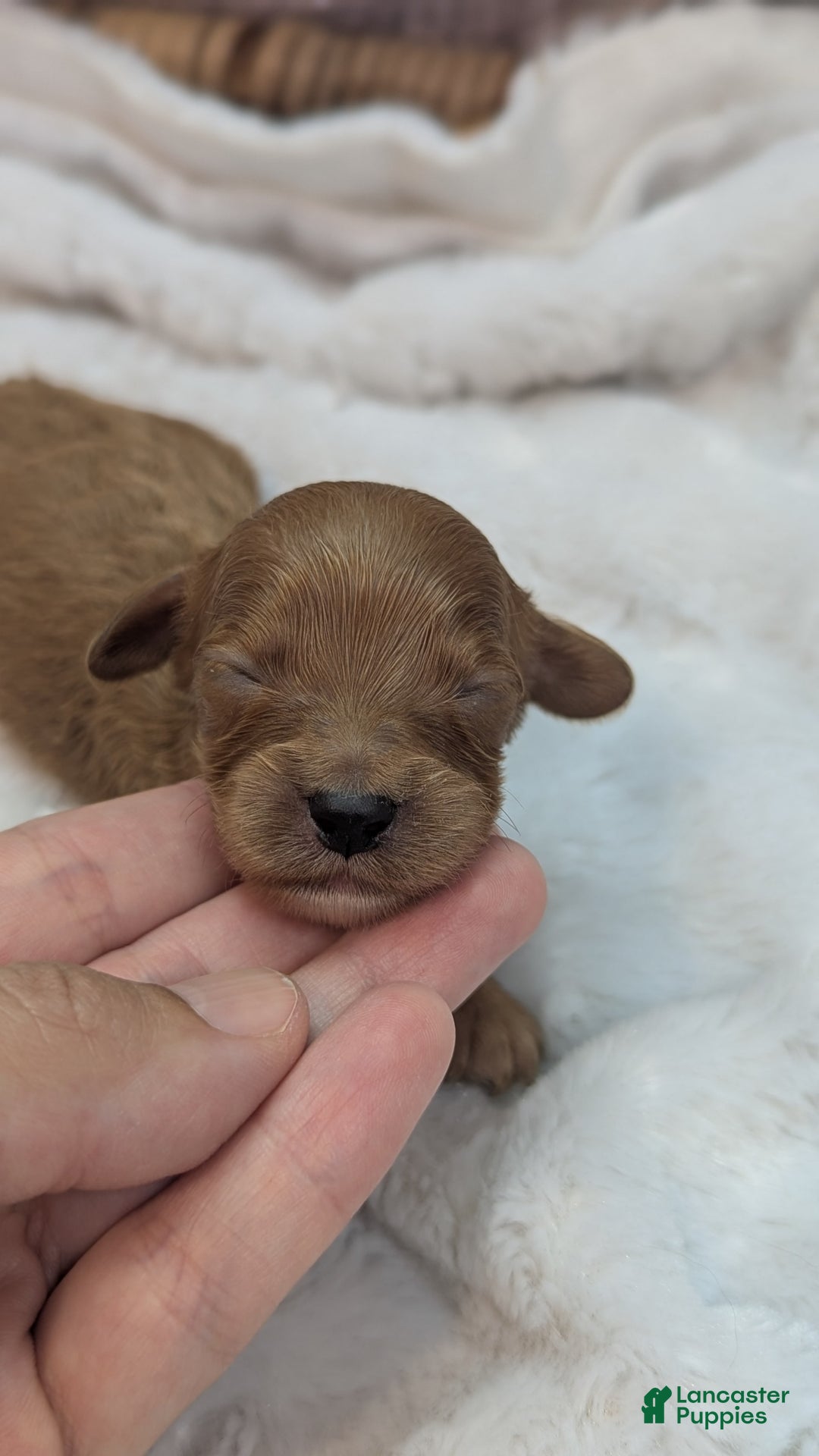 Cavapoo dogs for sale: Apollo - Image 20
