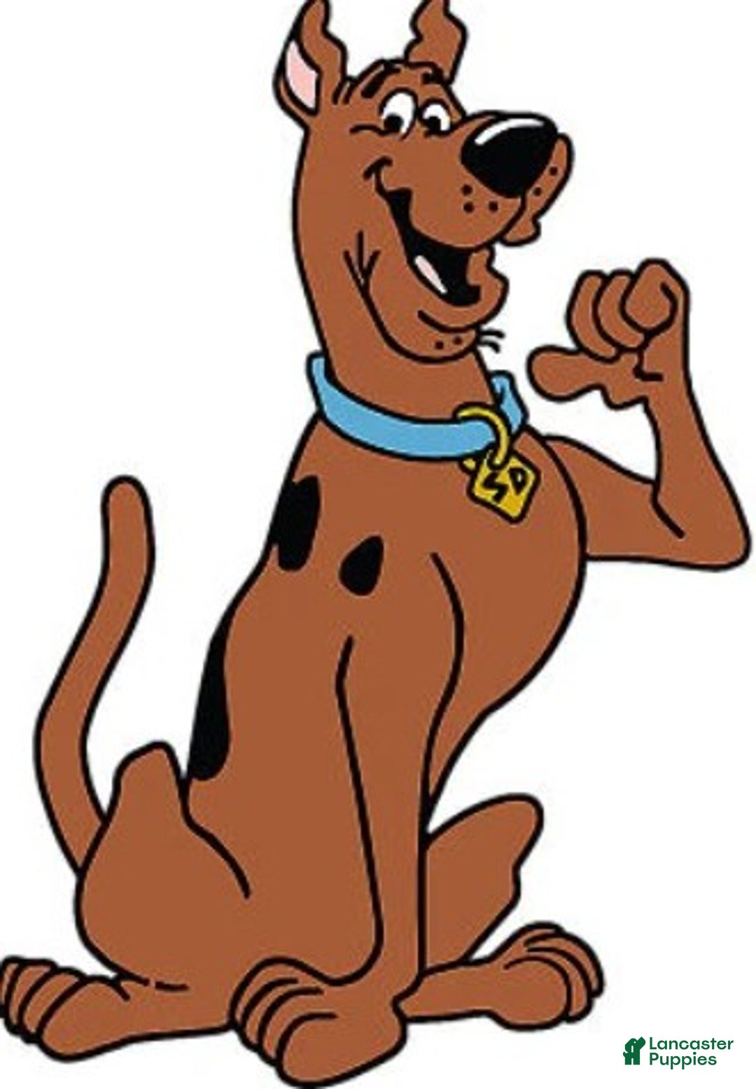 Great Dane dogs for stud: DefaultPet - Image 2