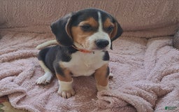 Beagle dogs for sale: Little Boy  4 - Image 4