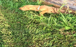 Bloodhound dogs for sale: Light Blue - Image 6