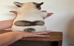 French Bulldog dogs for sale: Sebastian - Image 2